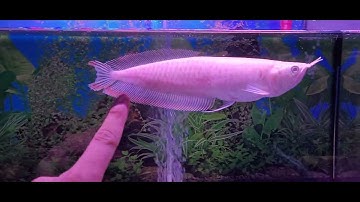 Ghép Cá La Hán Vào Hồ Cộng Đồng ( 12 -07-2023 )