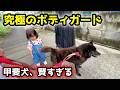【子供を守る甲斐犬】お散歩中に見せた「守る本能」が素敵すぎる【SPドッグ】