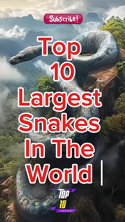 Top 10 Largest Snakes In The World #snake #shorts