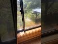 不法侵入者に誰よりも先に気づく番犬コーギーが可愛い#shorts