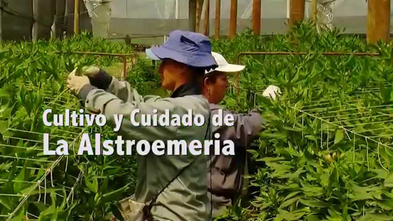 Cómo Cultivar Alstroemeria (Astromelia, Lirio del Perú) - Tv agro By Juan  Gonzalo Angel - thptnganamst.edu.vn