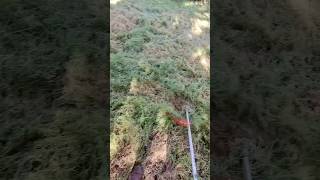 String Trimmer Makes Quick Work of Overgrown Grass#Shorts #StringTrimmer #LawnCare #YardWork