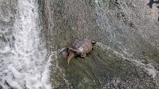 Horlick Dam Snapping Turtle by CheesyCheetah 119 views 10 months ago 7 minutes, 45 seconds