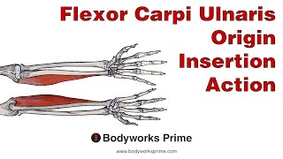 Flexor Carpi Ulnaris Anatomy: Origin, Insertion & Action