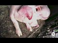 Porcicultura: aprenda cómo puede sacarles provecho a los desperdicios de los cerdos- La Finca de Hoy