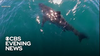 Shark attacks are rising, but scientists say fears are largely misplaced