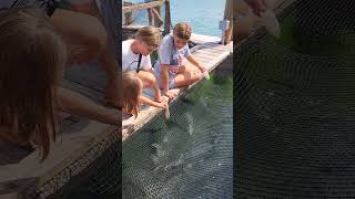 Thrilling Tarpon Feeding At Robbies In Islamorada Unforgettable Wildlife Encounter