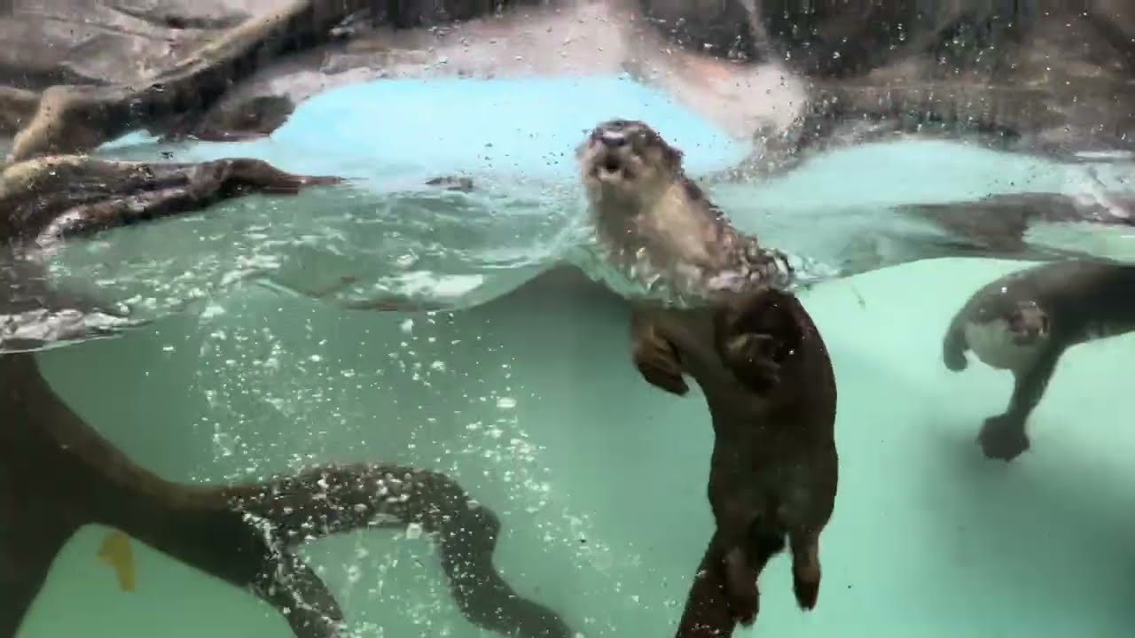 سفاري.الجزء الثاني-جمال المطر الغزير عند دب الباندا وعرض الكابوي+شلال جاكسا #اندونيسيا #Indonesia