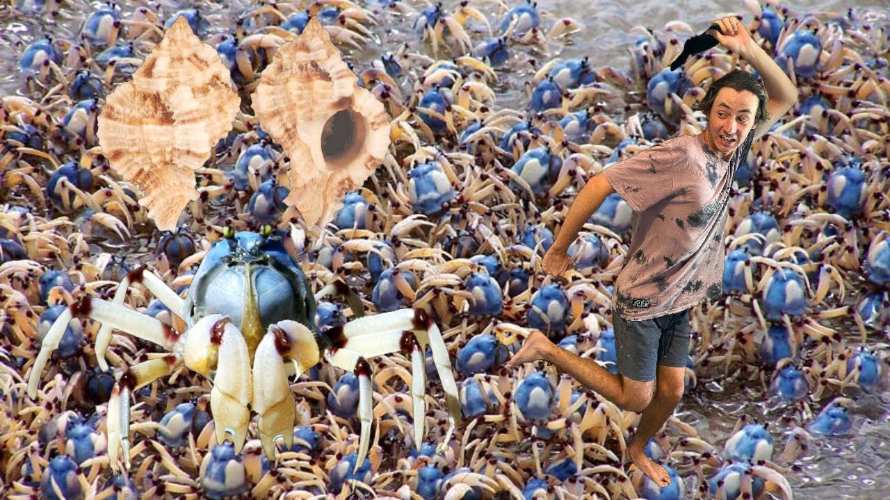 100,000 BLUE CRABS TRY TO TAKE MY SEASHELL FINDS! I FOUND MY FIRST MUREX SHELL IN HERVEY BAY