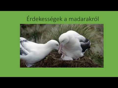 Videó: Érdekes Jelek A Madarakról