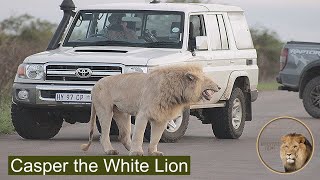 My First Close Encounter With Casper The White Lion - November 2021