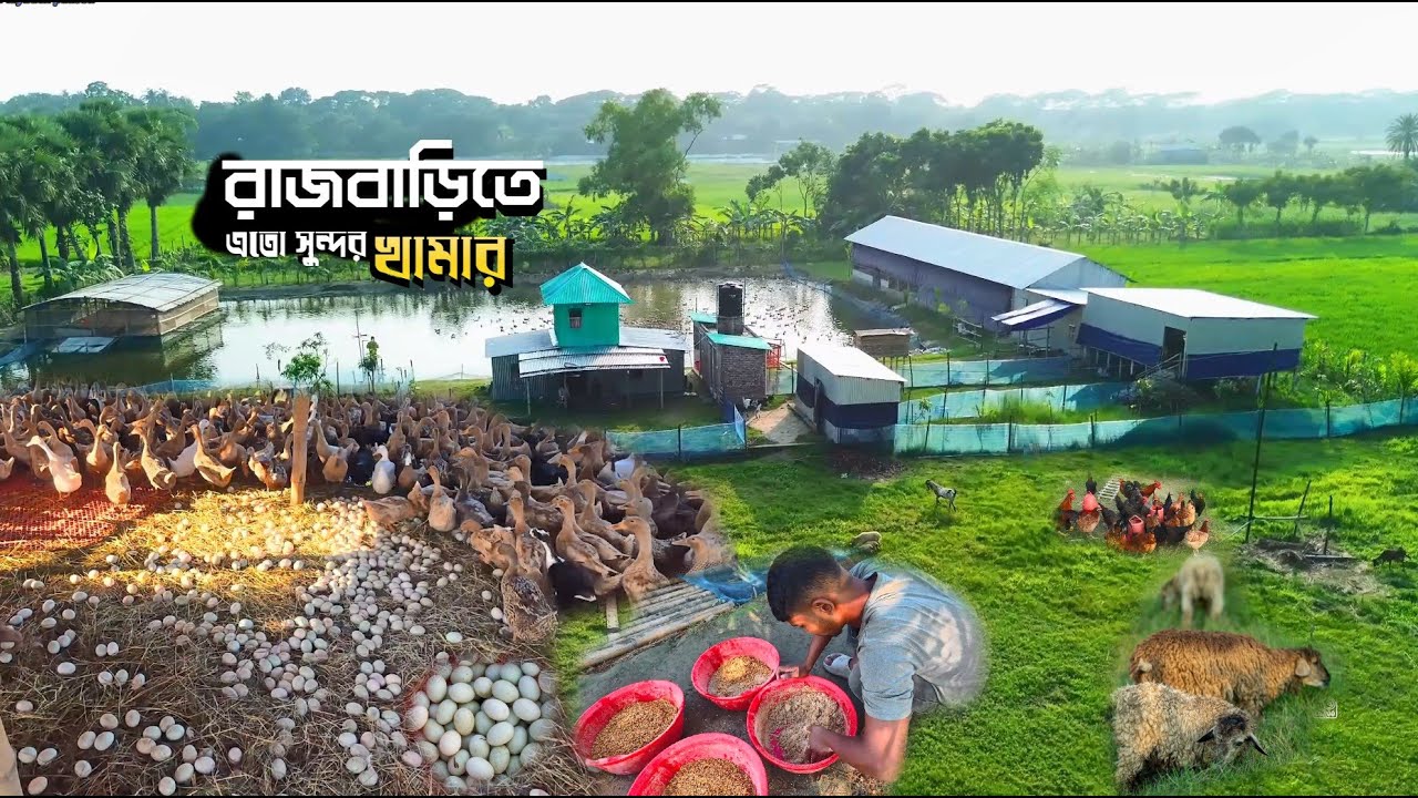 ছোট পরিসর- বড় সফলতা - হাঁসের খামার // Successfull Duck Farming