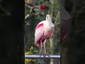 Rosalöffler (Platalea ajaja) im Zoo Dortmund 2026