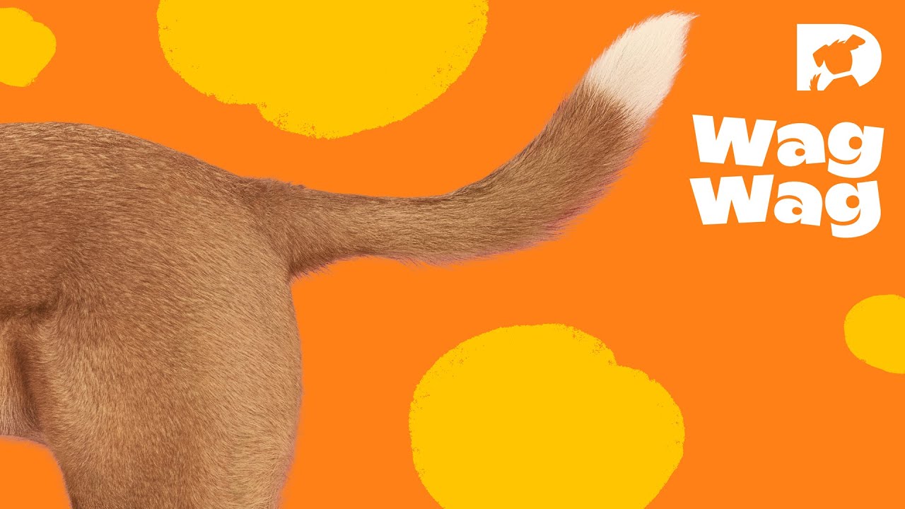 dog funny names Swim, Wrigley, swim!