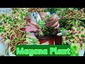 How to propagate coleus plant from cuttings/creative ...