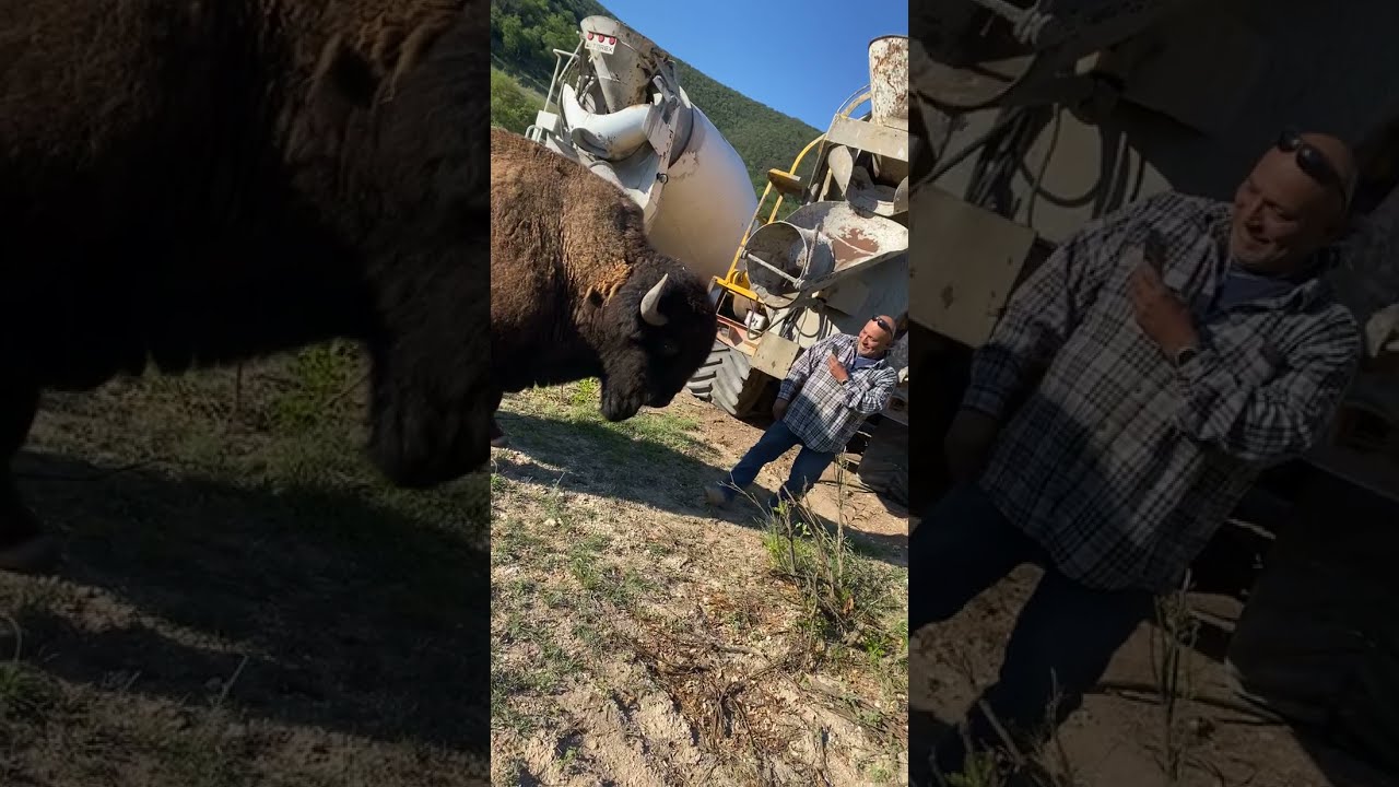 Bison Headbutt Knock Down ViralHog