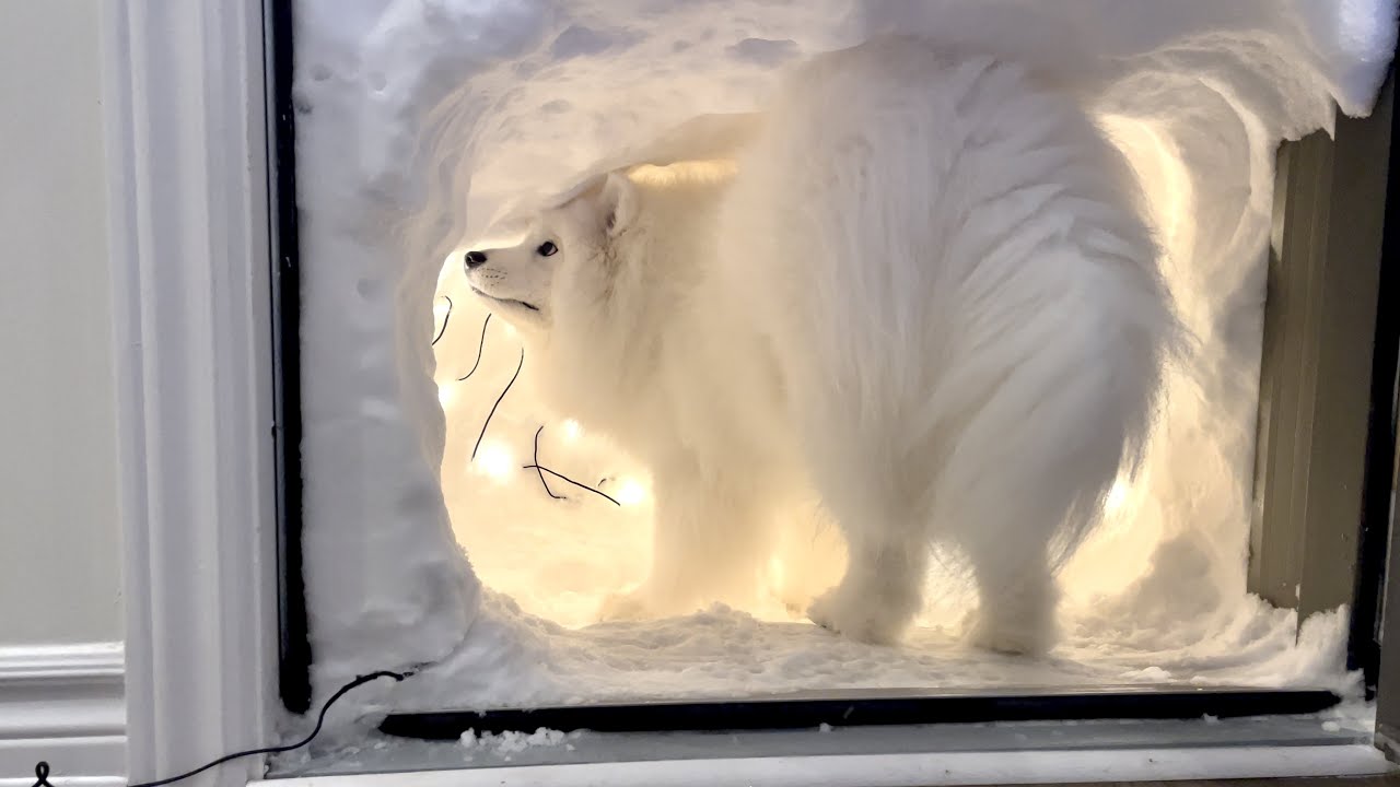 ⁣I Made a Snow Cave For My Sled Dog After a Snow Storm