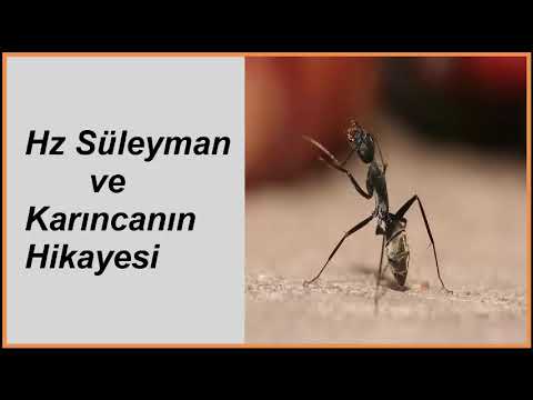 Hz Süleyman ve Karıncanın Hikayesi