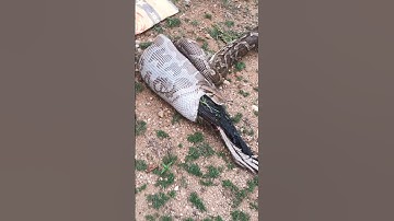 Indian rock python| Eating peahen video|| Dmon rescuer part - 7| #snake #dmon#rescue #snake #video
