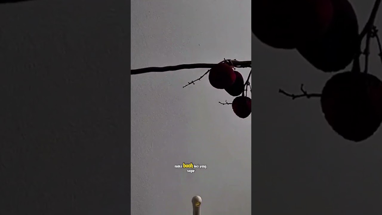 memetik buah leci #shorts #budidayatanaman #fruit #harvest #lichess #lychee #pertanian #buahbuahan