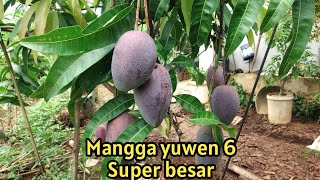 Mangga Yuwen 6 super jumbo #cangkoksusu #manggayuwen