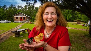 Building My New Homestead: The baby chickens are here.