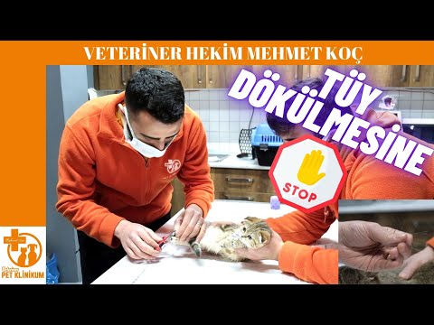 Video: İlkbahar (ve Kürk) Havada! Dökülmeyi Azaltmanın Doğal Yolları