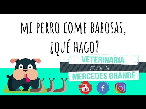 Video: Envenenamiento Por Babosas Y Caracoles En Perros