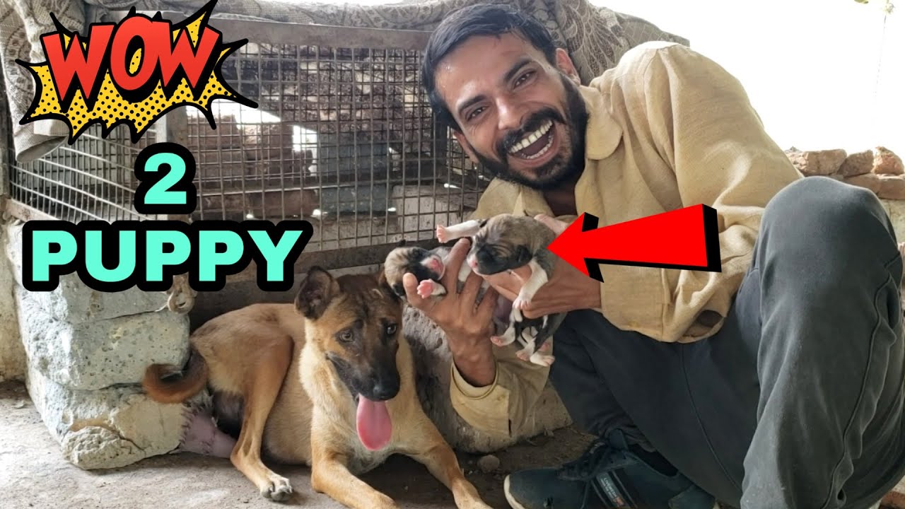 कुत्ते ने दिया गड्ढे में 2 बच्चे Im Am So Happy My Dog Born 2 Puppies