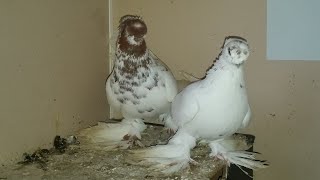 Узбекские голуби (Али Франция) Pigeon culbutant Ouzbékistan