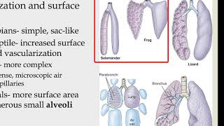 AFF, Tetrapoda II