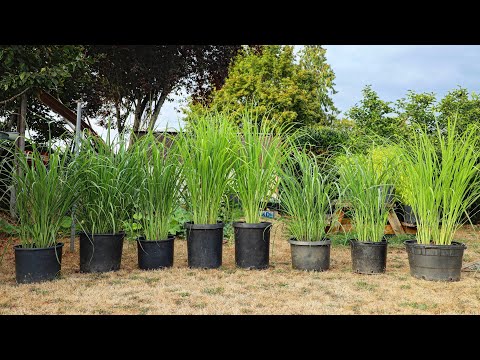 Video: Hygrophila lemongrass: popis, vlastnosti, pěstování