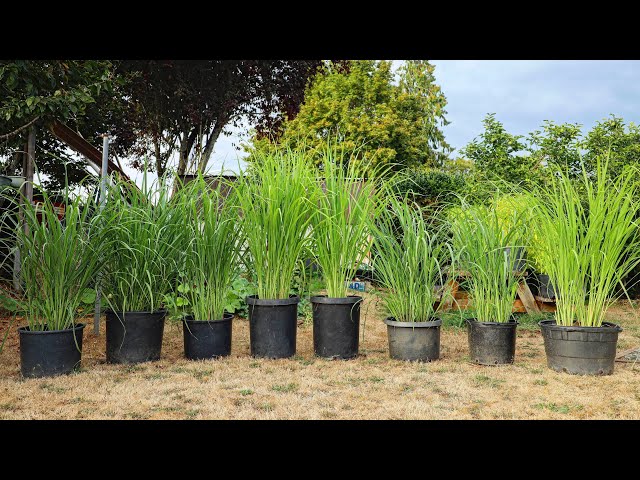 LEMONGRASS: Growing, Harvesting, Storing, and Using Lemongrass 🌱 - YouTube