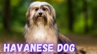 Cutest Havanese Dog Pupppies | Havanese Grooming | Havanese Dog Facts | @PetsGrove