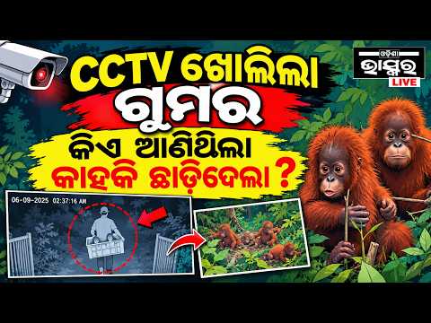 ଖୋଲିଲା ଗୁମର , ଓରାଙ୍ଗଓଟାନଙ୍କୁ ନେଇ କିଏ ଆସିଥିଲା ଖୋଲିଲା ଗୁମର  Orangutans In Odisha
