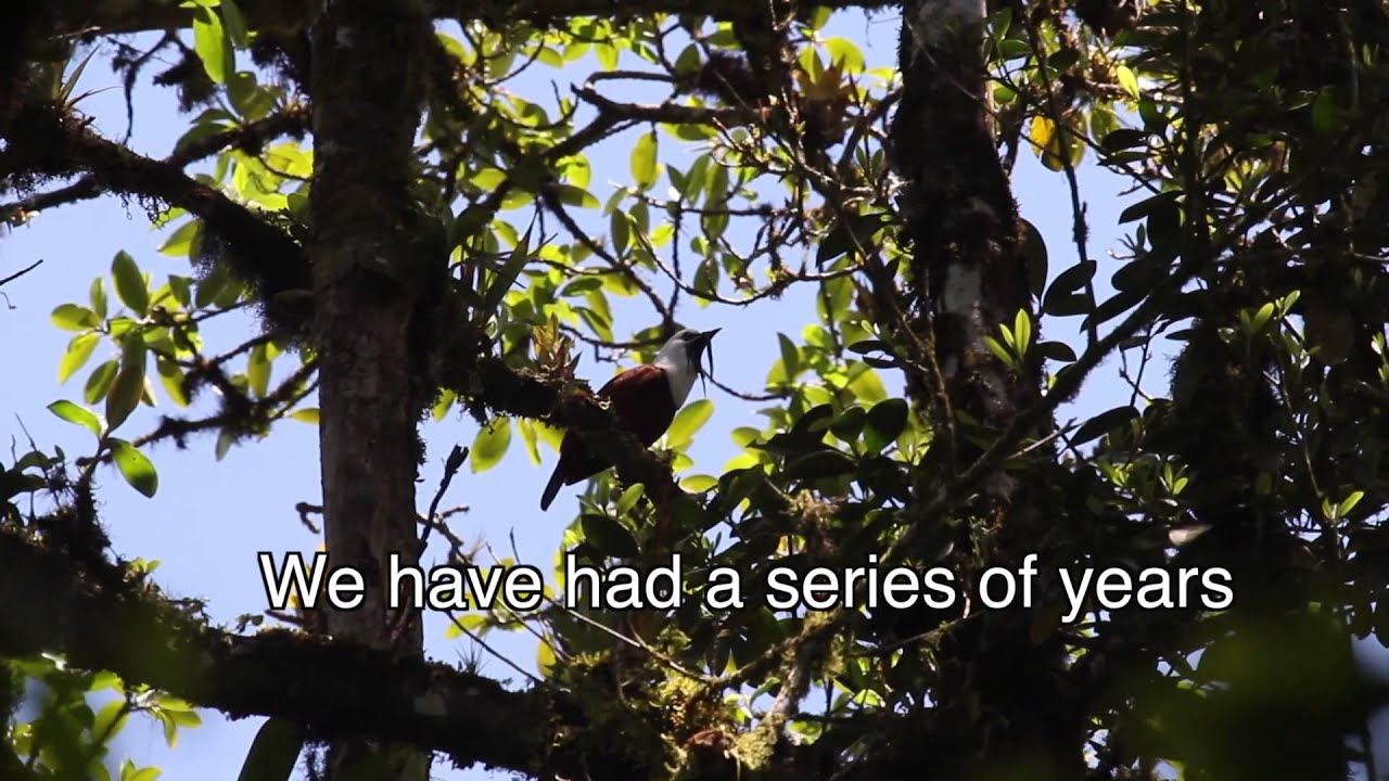 Birding in the Miraflor