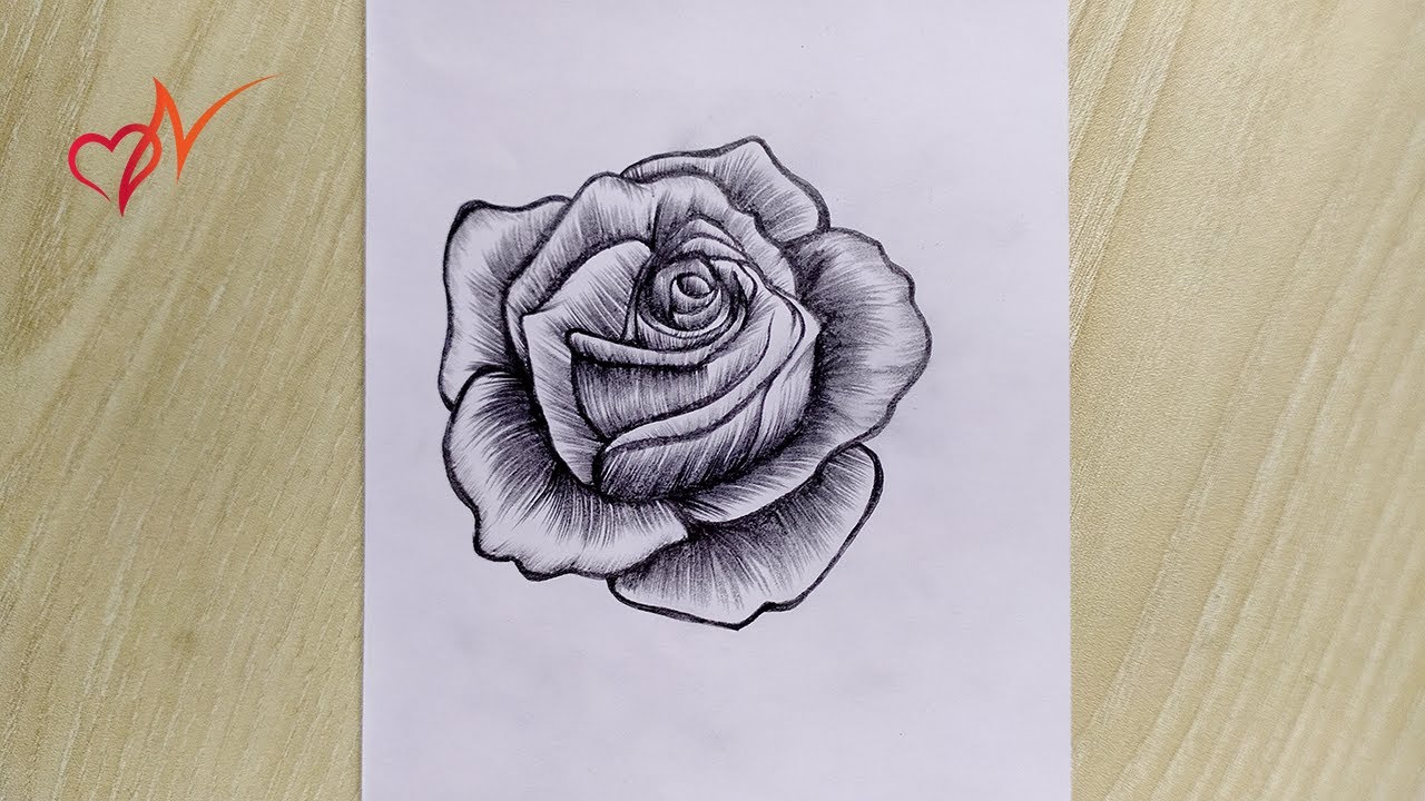 Stunning Compilation: Over 999+ Rose Drawing Images in Full 4K – Awe ...