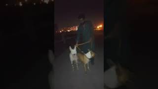 گولڈیر کے شوقین حاضری لگوائیں #music #remix #hunter #hunter #junglehunter
