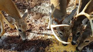 Feeding deer
