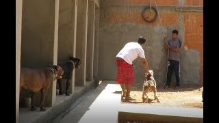 AMANHÃ VAMOS EM BH BUSCAR FILHOTE PARA O CANIL RAJÚ BULL KENNEL  CÃES BRASIL