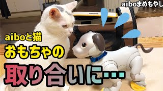 aiboと猫が、おもちゃの取り合いになってしまいました…