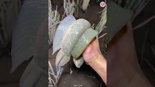 Catching Seafood 🦀🐙 ASMR Relaxing (Catch Shark, Fish, Deep Sea Monster) #757 by Min Leo 5,269 views 11 months ago 8 minutes, 15 seconds