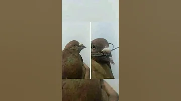 سحر الطير كلما طار كلما طار عقل المسحور Shorts 