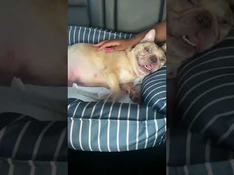 My French bull