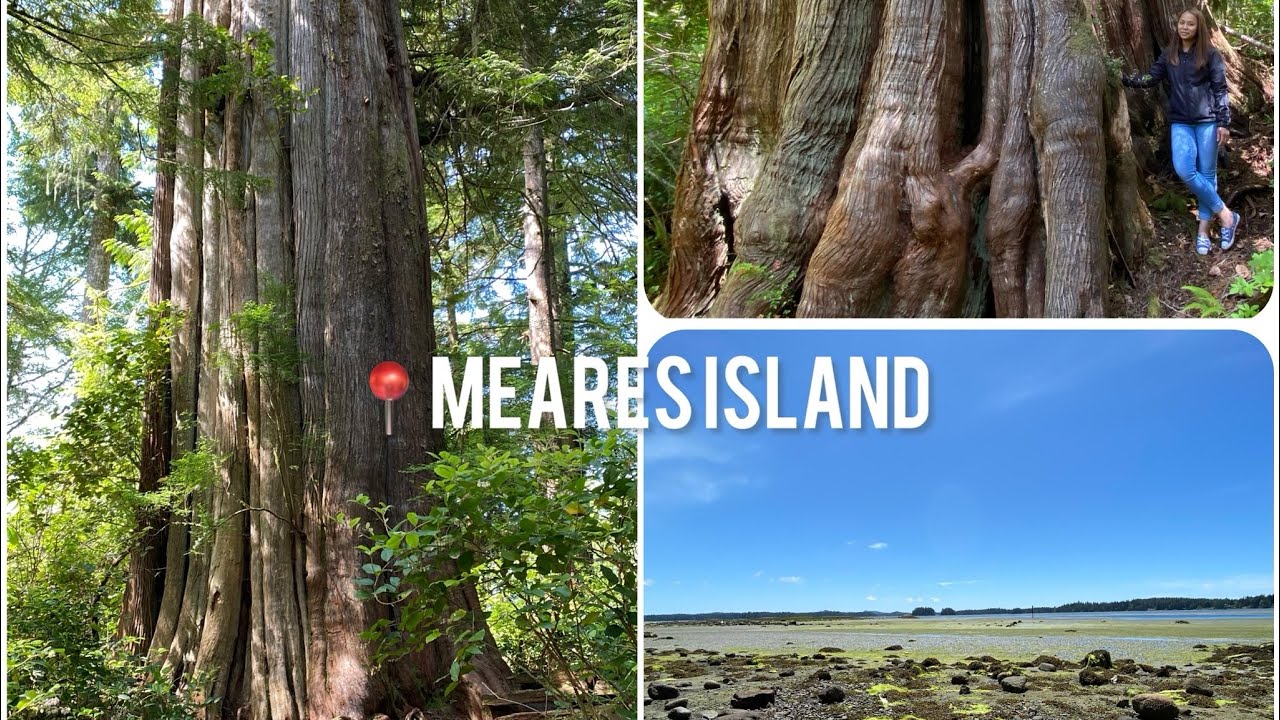 We Explore Meares Island | Biggest Tree in Canada?🇨🇦