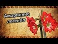 Легенда об Амариллисе. Божественная женственность - Амариллис...