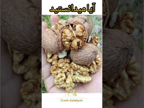 آیا میدانستید چهار مغز چی فواید دارد Did You Know