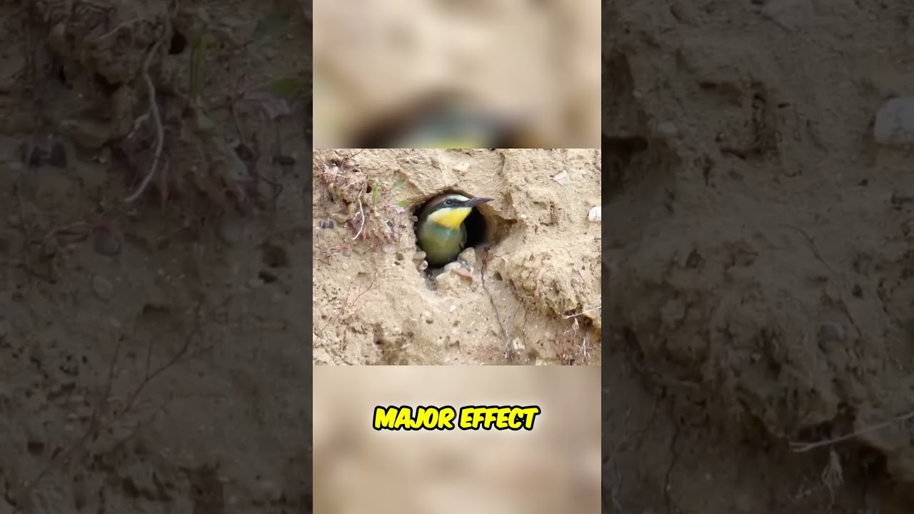 How Colorful Birds Transform Ecosystems in Arid Regions 