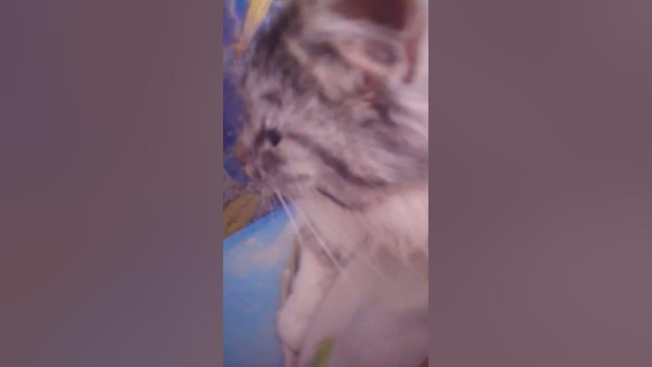 котик мишка мяу - YouTube