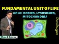 Golgi Bodies and It's Functions | Fundamental Unit of Life Class 9 Science